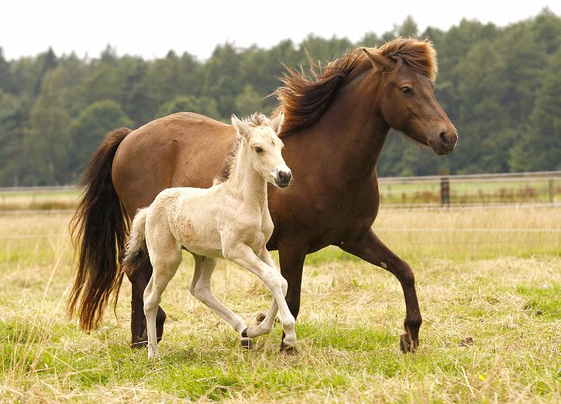 Elrir und Elding c.jpg